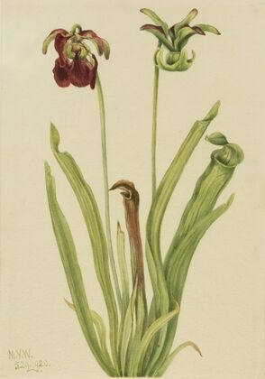 Sweet Pitcherplant (Sarracenia rubra) (1920)