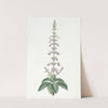 Sweet-scented Coleus by Sydenham Edwards