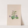 Sweet Scented Violet by John Stevens Henslow