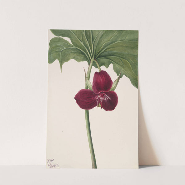 Sweet Trillium (Trillium vasyi) (1934) by Mary Vaux Walcott