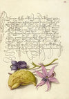 Sweet Violet, Gourd, and Dog-Tooth Violet (1561–1596)