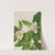 Sweetbay (Magnolia virginiana) (1927) by Mary Vaux Walcott