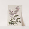 Sweetest Evening Stock by Sydenham Edwards