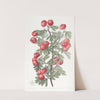 Sweetest-Scented Hawthorn by Sydenham Edwards