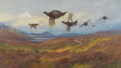 Swerving From The Guns-Red Grouse (1913)