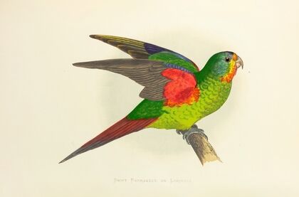 Swift Parrakeet, or Lorikeet (1884-1887)