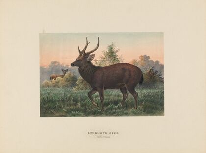 Swinhoe’s Deer