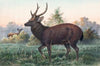 Swinhoe’s Deer
