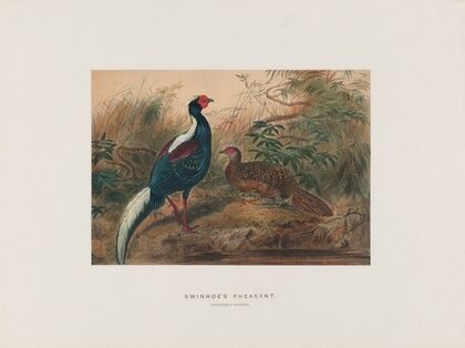 Swinhoe’s Pheasant