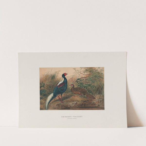 Swinhoe’s Pheasant by Joseph Wolf