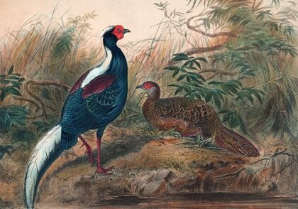 Swinhoe’s Pheasant