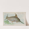 Swordfish (1889) by Allen &amp; Ginter