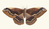 Sylla