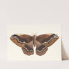 Sylla by George Shaw
