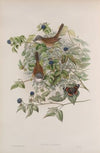 Sylvia cinerea. Whitethroat. (1862-1873)