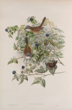 Sylvia cinerea. Whitethroat. (1862-1873)