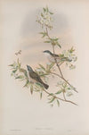 Sylvia curruca. Lesser Whitethroat. (1862-1873)