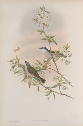 Sylvia curruca. Lesser Whitethroat. (1862-1873)