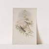 Sylvia curruca. Lesser Whitethroat. (1862-1873) by John Gould