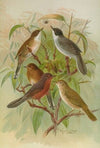 Sylvia melanocephala, Sylvia undata, Hypolais salicaria