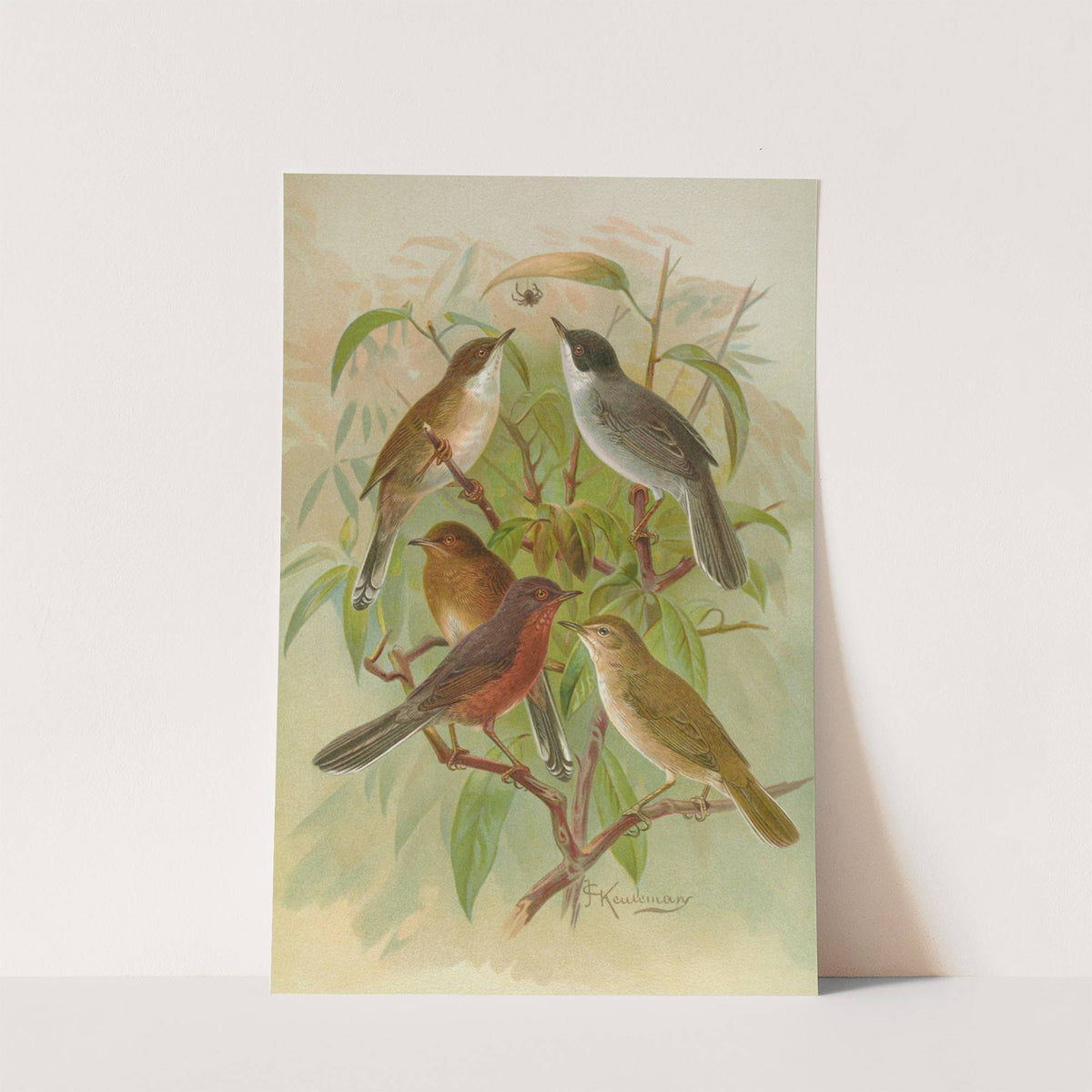 Sylvia melanocephala, Sylvia undata, Hypolais salicaria by Johann Friedrich Naumann