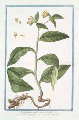 Symphytum majus, tuberosa radice – Consolida maggiore – Le Grande Consoude. (Common Comfrey) — size preview