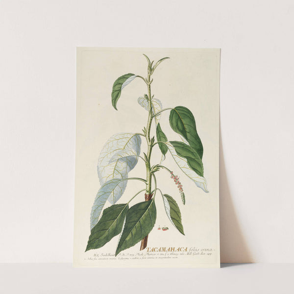 Tacamahaca II (1750-1773) by Georg Dionysius Ehret