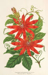 Tacsonia Buchanani
