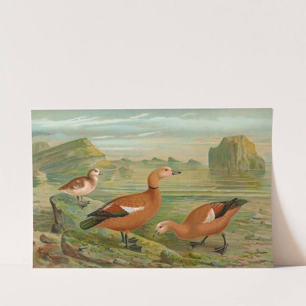 Tadorna casarca by Johann Friedrich Naumann