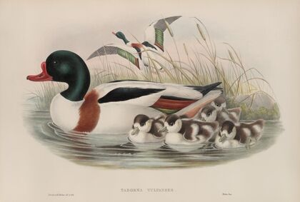 Tadorna vulpanser. Sheldrake. (1862-1873)