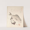 Tai Fish and Top-Shells by Kubo Shunman
