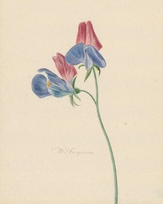 Tak met twee bloemen