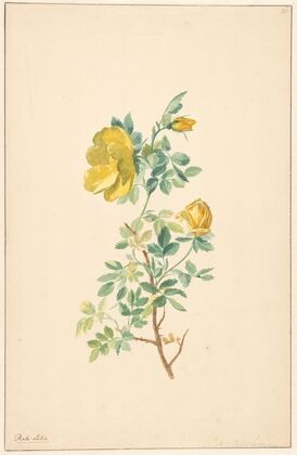 Tak van een gele roos (Rosa Lutea)