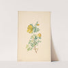 Tak van een gele roos (Rosa Lutea) by Willem van Leen