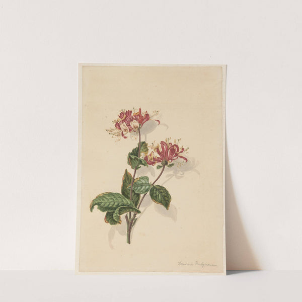 Tak wilde kamperfoelie (Lonicera periclymenum) (1750 - 1811) by Barend Hendrik Thier