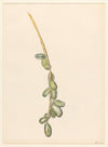 Takje van een dadelpalm met groene vruchten