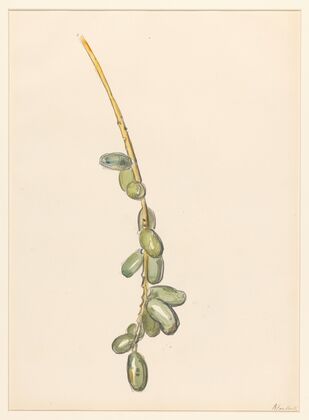 Takje van een dadelpalm met groene vruchten
