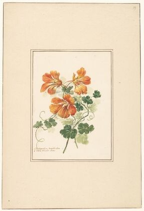 Takken van een Tropaeolum en een viooltje — size preview