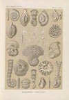 Talamophora. – Kammerlinge