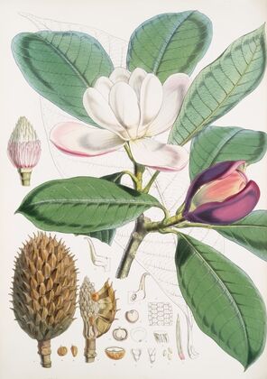 Talauma Hodgsoni, H.f. et T. (1855)