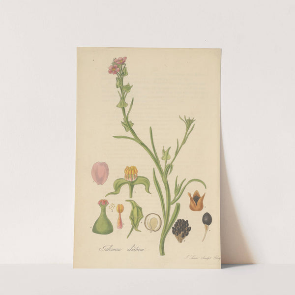 Talinum ciliatum by William Jackson Hooker