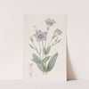 Tall Eustoma by Sydenham Edwards