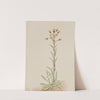 Tall Fleabane (Erigeron acris) (1917) by Mary Vaux Walcott