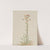 Tall Fleabane (Erigeron acris) (1917) by Mary Vaux Walcott