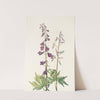 Tall Larkspur. (Delphinium elongatum) (1925) by Mary Vaux Walcott