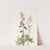 Tall Larkspur. (Delphinium elongatum) (1925) by Mary Vaux Walcott