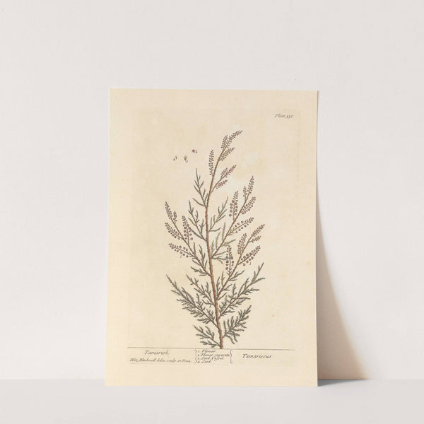 Tamarisk by Elizabeth Blackwell