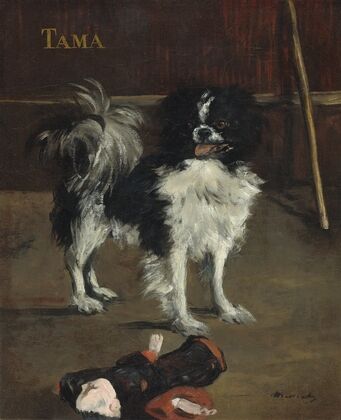 Tama,the Japanese Dog — size preview