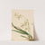 Tampa Epidendrum (Epidendrum tampense) (1919) by Mary Vaux Walcott