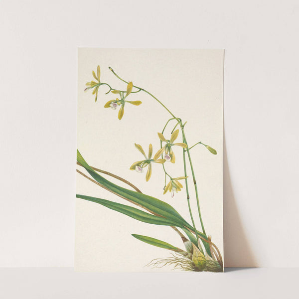 Tampa Epidendrum. Epidendrum tampense (1925) by Mary Vaux Walcott